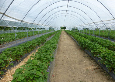 Китай Плетение сетки насекомого нового ХДПЭ 100% аграрное анти- для парника томата и капусты поставщик