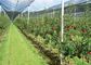 Плетение сетки насекомого прочного ХДПЭ пластиковое для защиты поврежденной урожаем поставщик