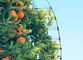 Аграрная защита с УЛЬТРАФИОЛЕТОВЫМ чистым плетением сетки насекомого сада и анти- окликом для яблонь поставщик