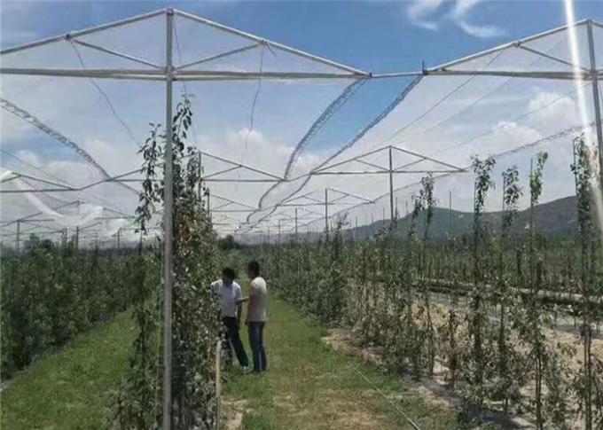 Аграрная защита с УЛЬТРАФИОЛЕТОВЫМ чистым плетением сетки насекомого сада и анти- окликом для яблонь