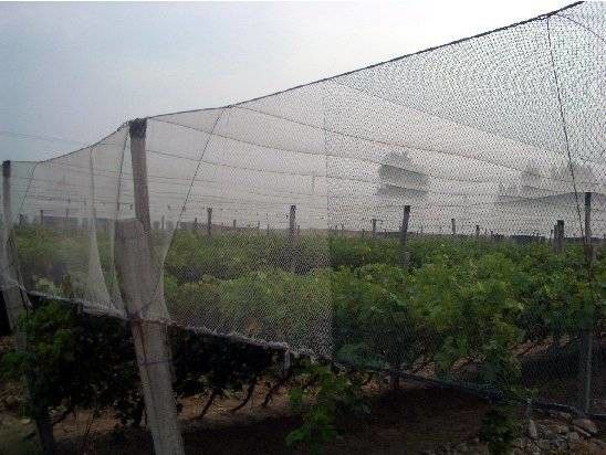 250 ХДПЭ насекомого метров плетения 100% сетки для Вегетабле парника аграрного