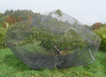 Связанное искривление покрывающ плетение предохранения от сумки сетки экрана насекомого фруктового дерева