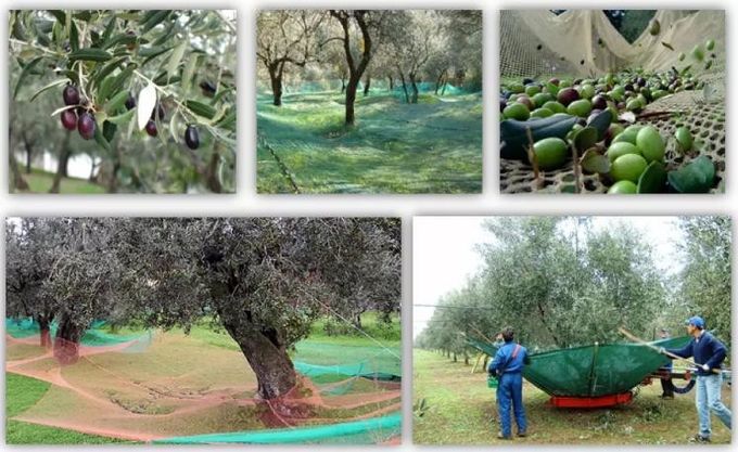 Сеть сбора ХДПЭ прованская для собирать оливки и другое приносит плоды во время сезонов сбора